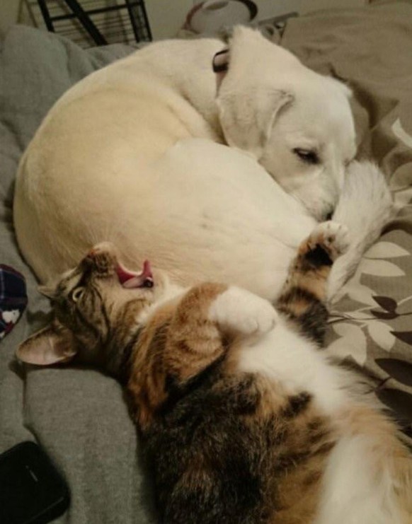 Neues Jahr, neue Fails! Hier kommen 38 lustige Bilder und Gifs für mehr Spass am Jahr 2021\nHund: *pffffffffffffffffth&quot;
Katze: ... *BLEARKhkhkhusthust*