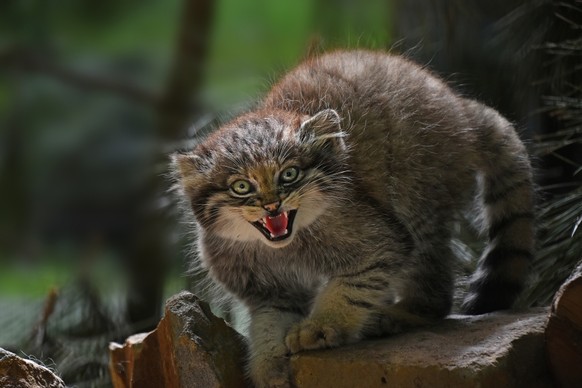 Manul