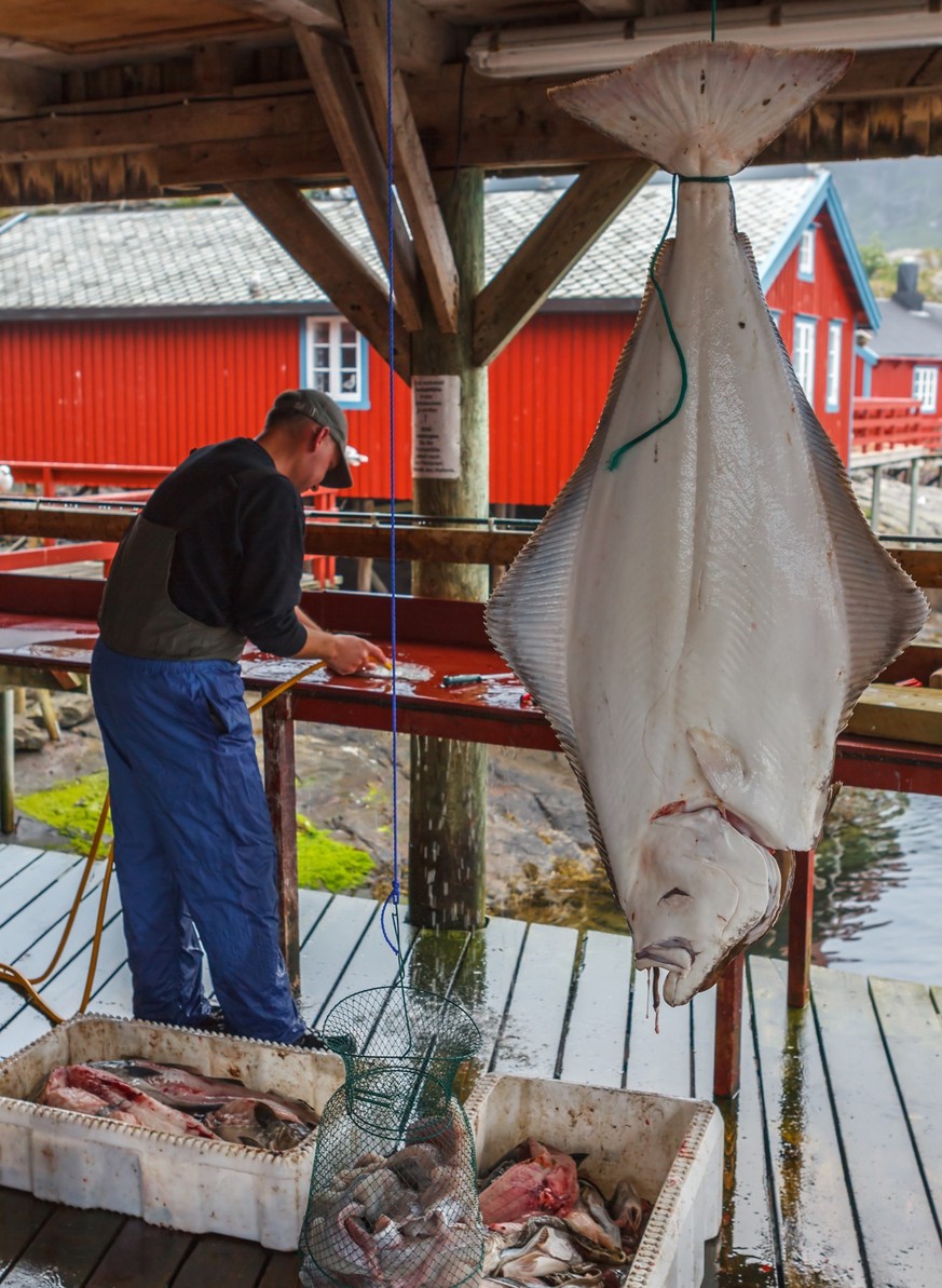 Lofoten, The fishing village �?�? on the Island Moskenesoya on the Lofoten, Norway. They are filletting the fishes.
