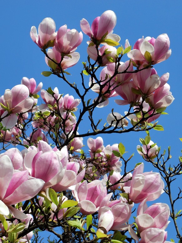 Sünnele und grillieren, bis Insta glüht! So schön war das erste Frühlingsweekend
Was heisst denn da St.James Park in London? Schon mal im Tessin gewesen? Seit über einer Woche blühen bei uns schon die ...