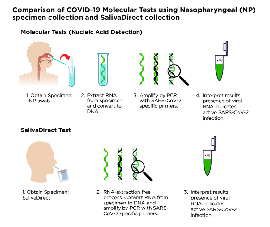 Typical molecular SARS-CoV-2 tests versus the SalivaDirect test from specimen collection to results.