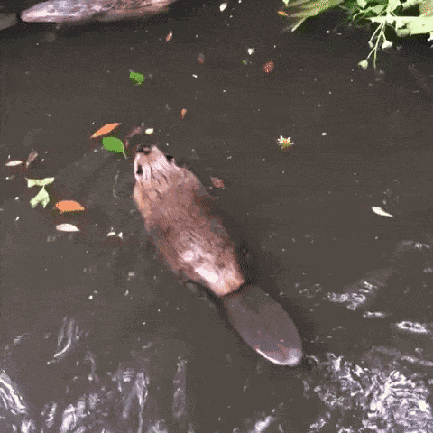 Animiertes GIF