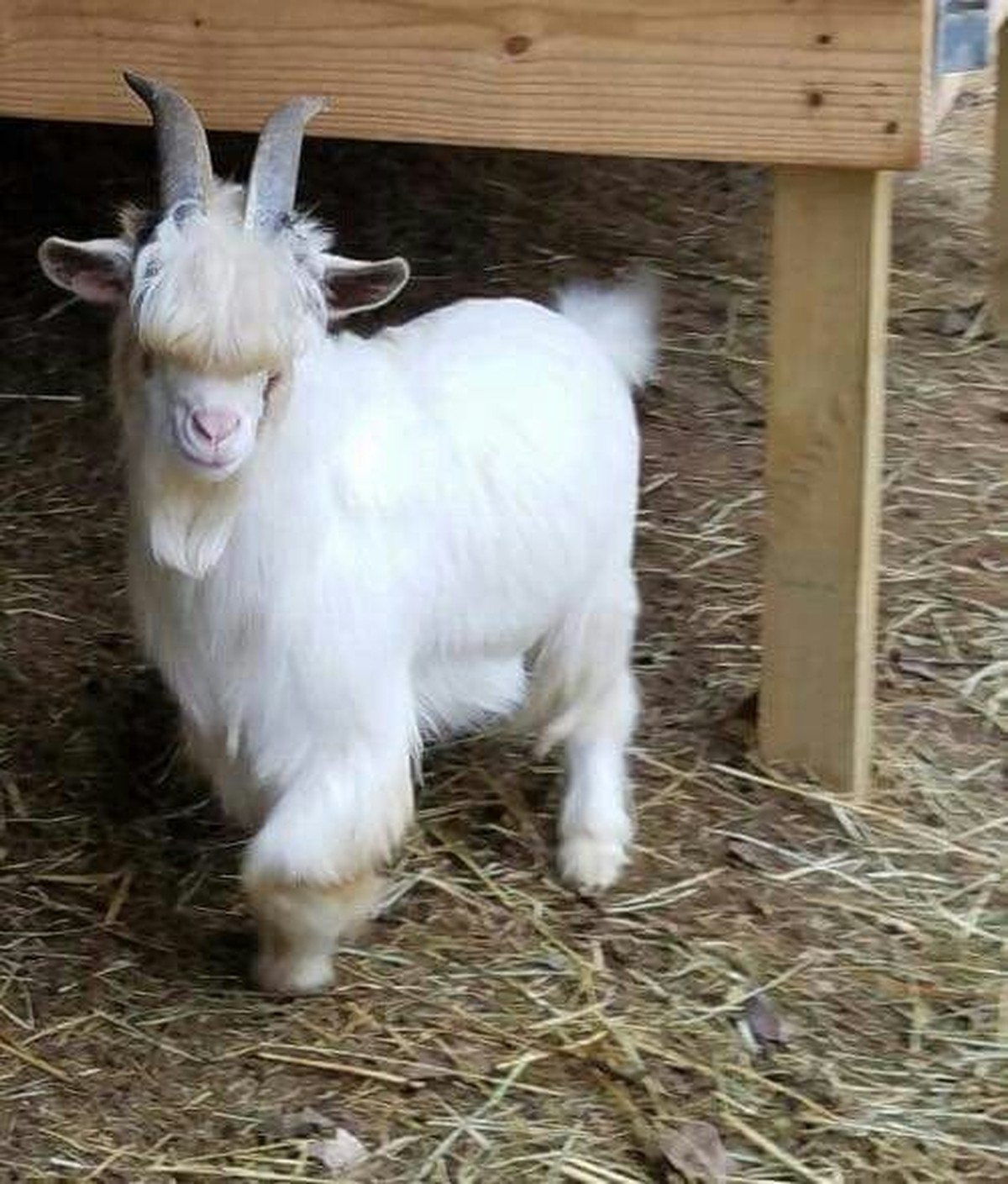 cute news tier ziege

https://ch.pinterest.com/pin/1121888957181253660/