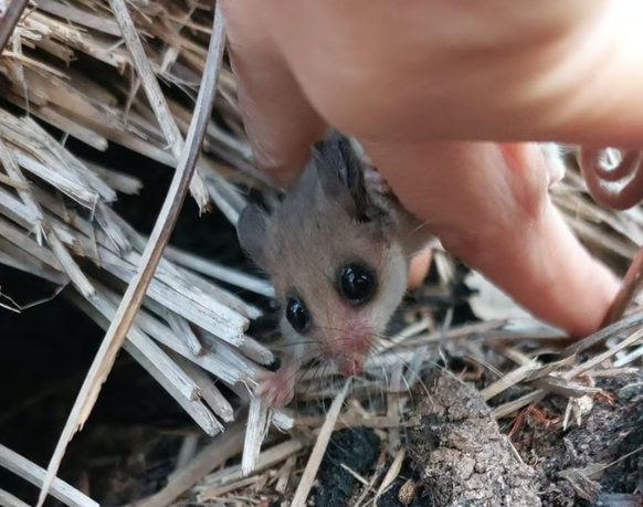 Zwei dunkle Knopfaugen: Der Westliche Schlafbeutler im Paruna Wildlife Sanctuary in Western Australia.