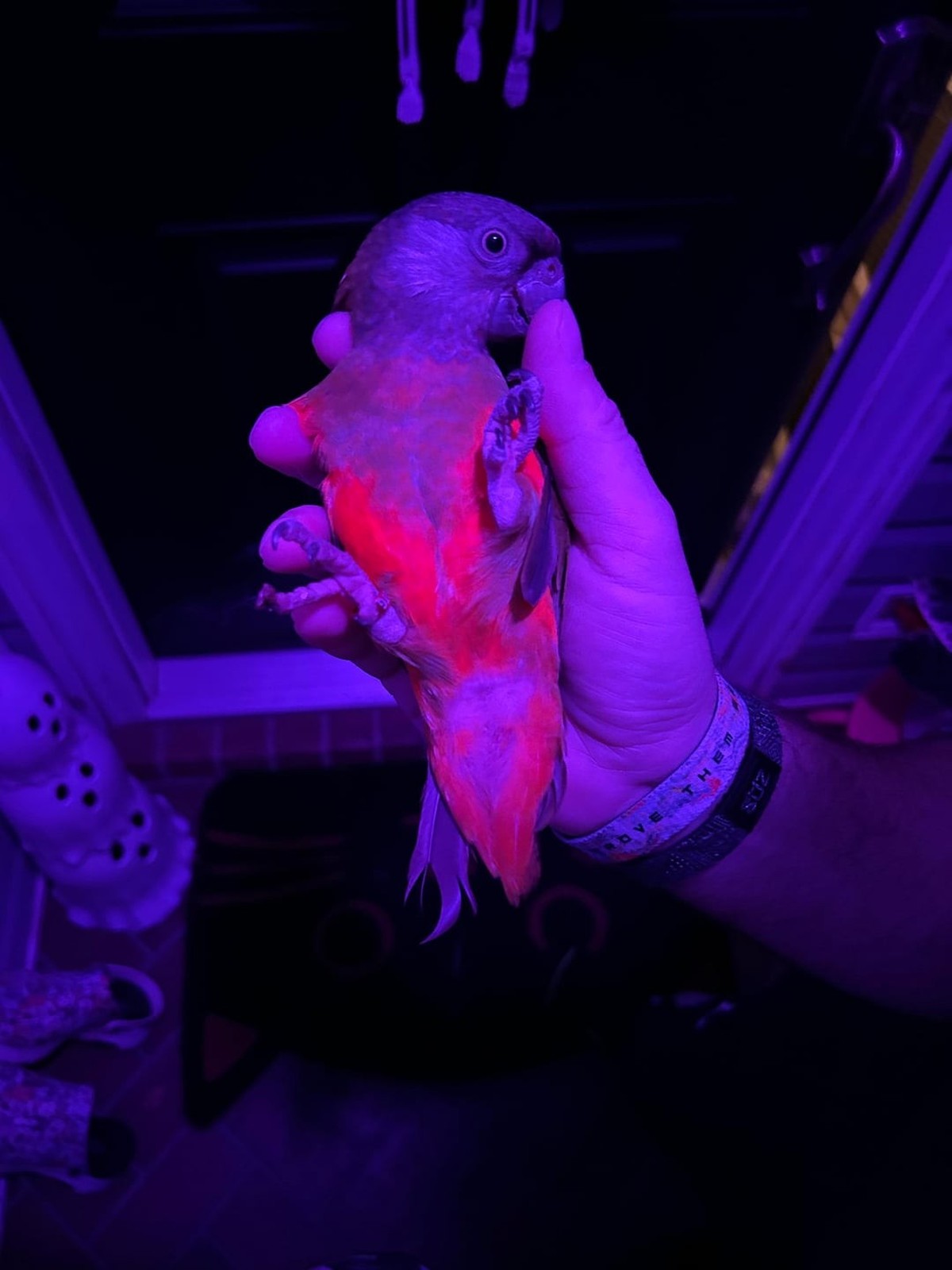 papagei leuchtet unter uv-licht

https://www.reddit.com/r/parrots/comments/1g7qaic/did_not_realize_the_glow_was_this_insane/