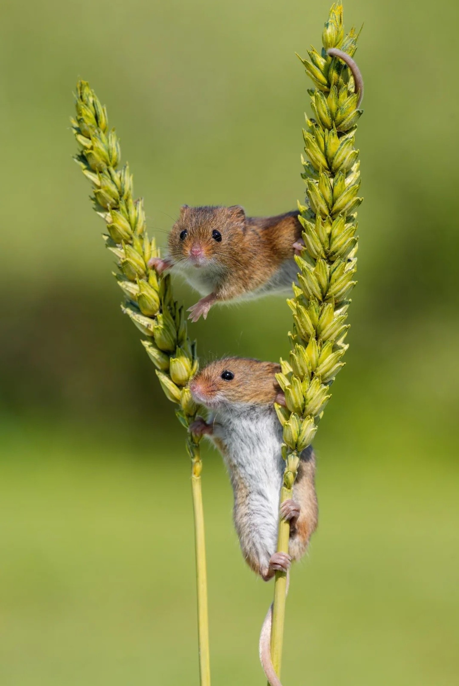 Hier kommt gaaaaaanz viel Cuteness – und ein Tier 