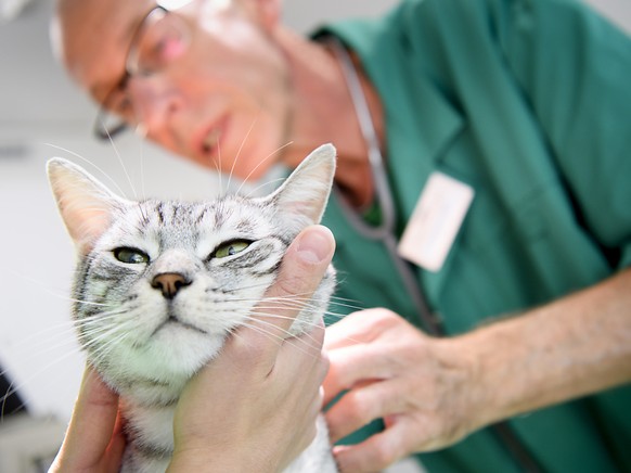Jede Katze, die nicht elektronisch identifiziert ist, soll ohne Einverständnis der Besitzer kastriert werden können. (Archivbild)