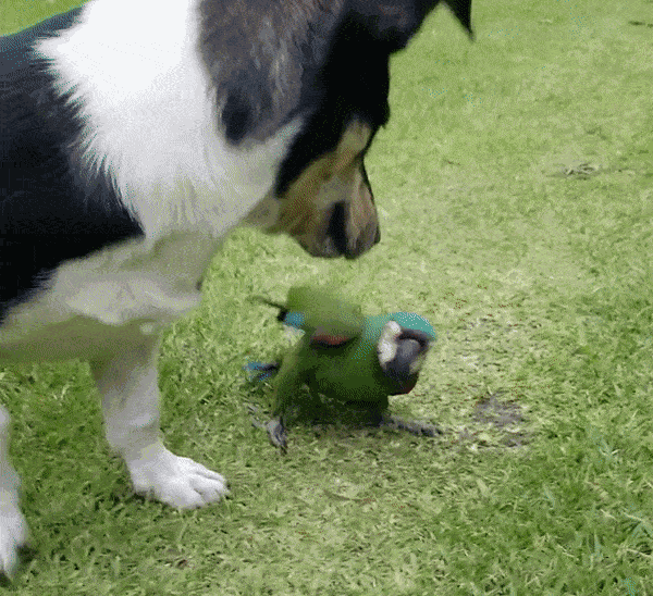 Animiertes GIF