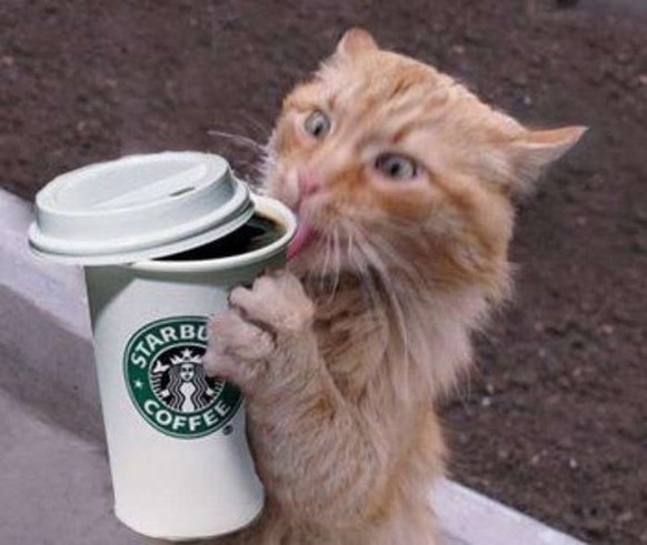 Katze Starbucks
tom-uto
http://livedoor.blogimg.jp/pikotin-tomeuto/imgs/9/d/9d9d8bbc-s.jpg