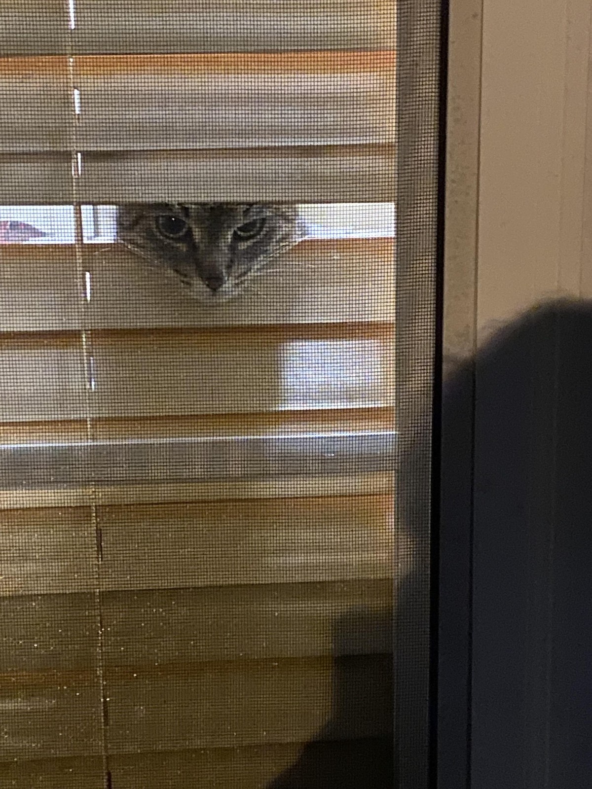cute news tier katze

https://www.reddit.com/r/Awww/comments/1cb3id9/my_cat_being_the_nosy_neighbor/