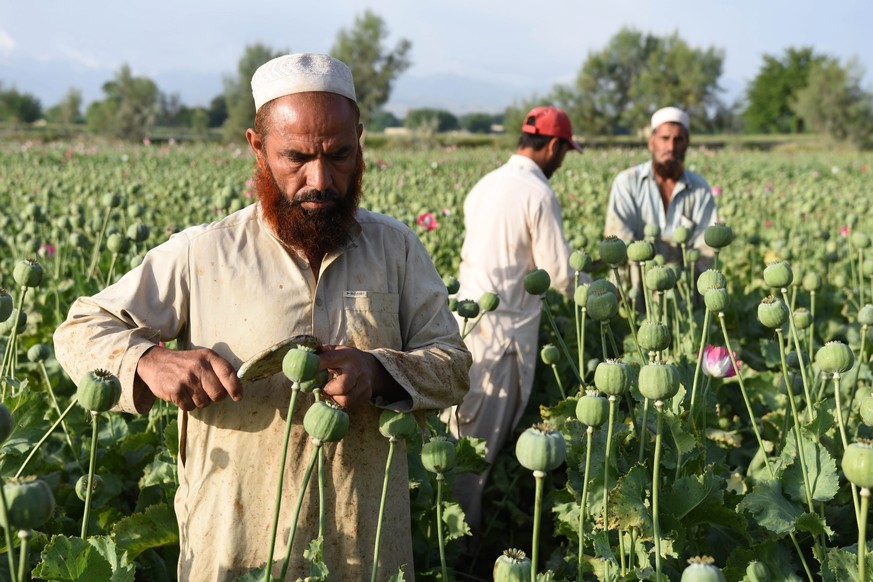 epa05267413 Afghan farmers extract raw opium at a poppy field in caparhr distract of Nangarhar, Afghanistan, 19 April 2016. Raw opium can be processed into heroin. Afghanistan is listed as the world&# ...