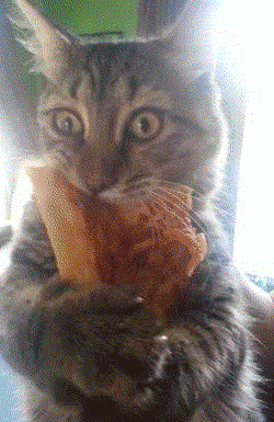 Animiertes GIF