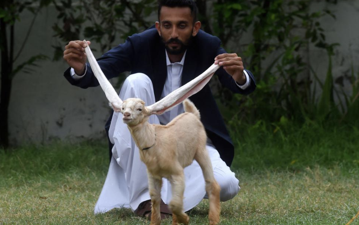 chevreau chèvre oreilles pakistan