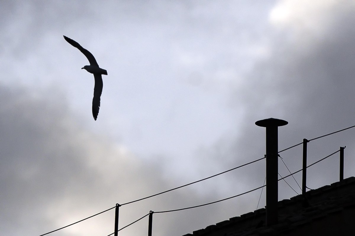 epa12072078 A bird flies past a chimney pot installed on the roof of the Sistine Chapel in Saint Peter's Square, Vatican City, 03 May 2025, ahead of the 07 May conclave for the election of the 26 ...