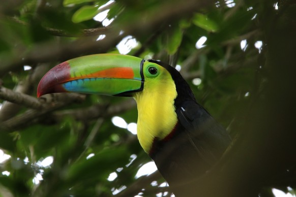 Fliegender Regenbogen: In Costa Rica kann man Tukane erspähen