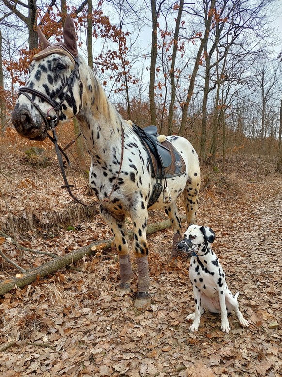 cute news animal horse dog https://www.reddit.com/r/aww/comments/11235tp/oc_please_dont_show_cruella_my_horse/