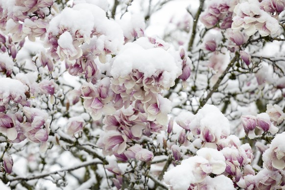 Neuschnee liegt auf den Blueten eines Magnolienbaumes, am Freitag, 1. April 2022 in Bern. (KEYSTONE/Peter Klaunzer)