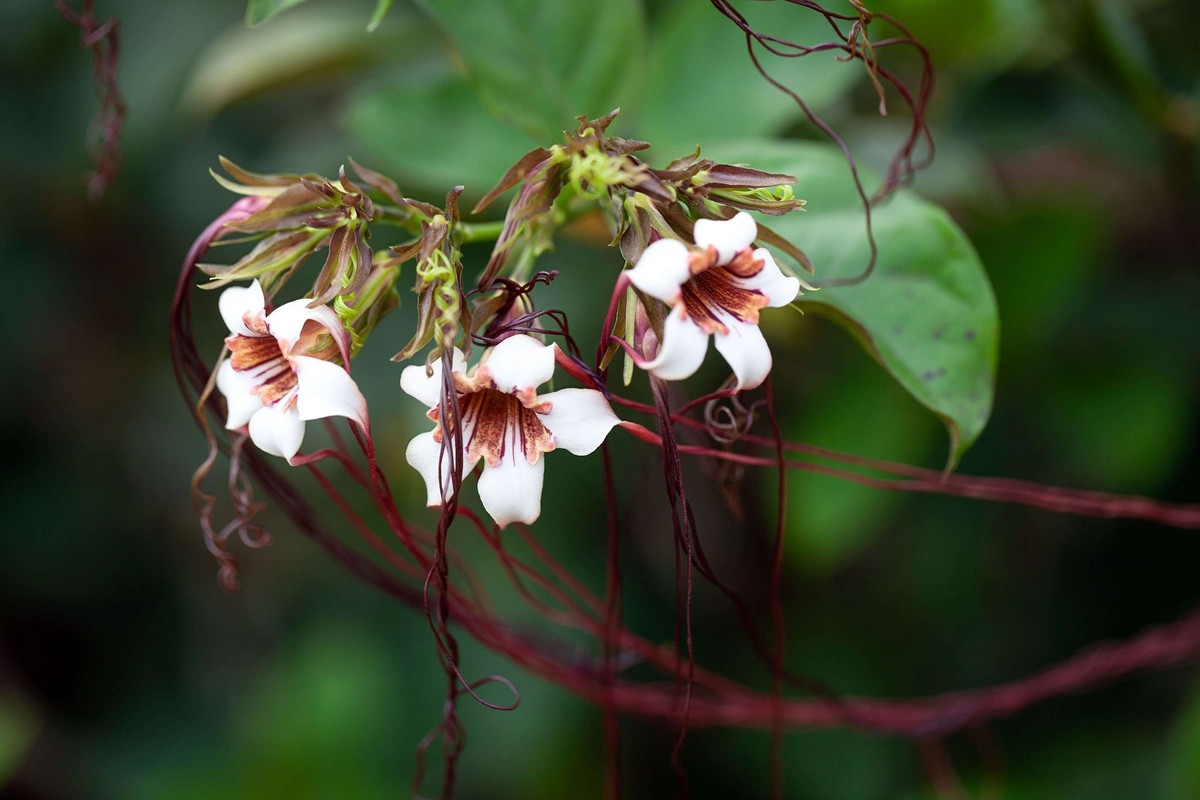 Strophanthus preussii.
