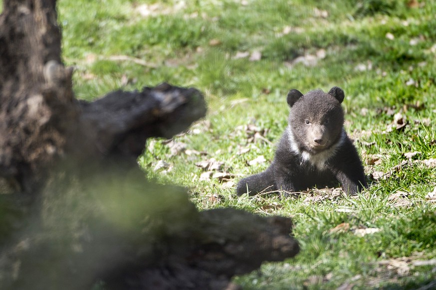 «3» lebt nicht mehr: Einer der Jungbären wurde getöt. Diese Aufnahme entstand&nbsp;am Donnerstag, 27. Marz 2014, im Bärenpark Bern.&nbsp;