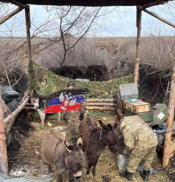 Russische Esel an der Front im Ukraine-Krieg. Anfangs Februar 2025.