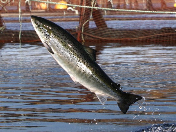 FILE - In this Oct. 11, 2008 file photo, an Atlantic salmon leaps out of the water at a Cooke Aquaculture farm pen near Eastport, Maine. President Donald Trump is hoping to dramatically upscale aquacu ...