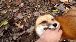 Lustige GIFs von Tieren, die dich bestimmt zum Lachen bringen