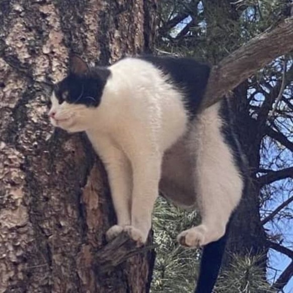 Die lustigsten Fails der Woche: Katze auf Baum