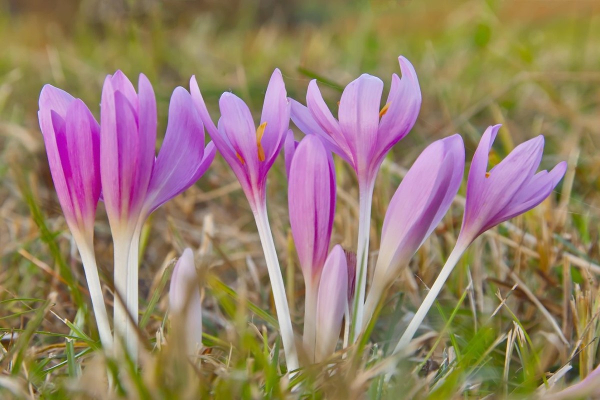 Colchicum autumnale.