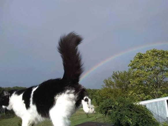 cute news tier katze

https://de.pinterest.com/pin/1121888957200693527/