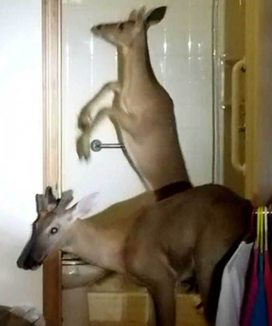 In this June 4, 2019 photo provided by the Decatur Police Department in Decatur, Ind., shows two deer in the bathroom of an apartment in Decatur, Ind. Police said three of the animals crashed through  ...