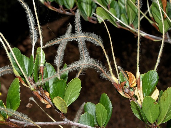 Kleinblättrige Schweiffrucht (Cercocarpus minutiflorus)