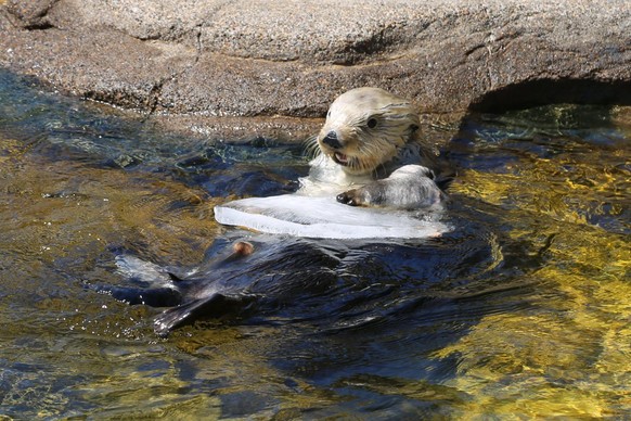 cute news tier otter

https://www.reddit.com/r/Otters/comments/16fweq9/let_me_look_that_up_on_my_ice_tablet/