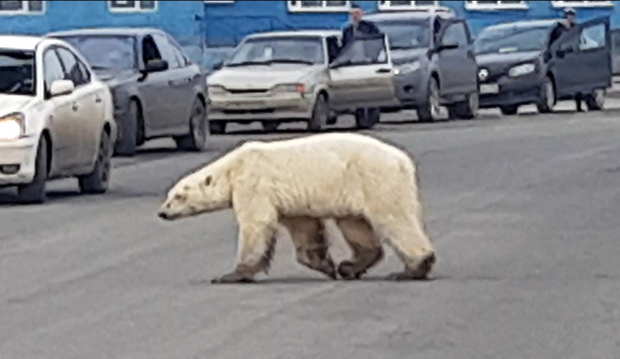 This image taken from video released by @putoranatour/Oleg Krashevsky on Monday, June 17, 2019, shows a polar bear crossing a road in Norilsk, Russia. An emaciated polar bear has been sighted in a Rus ...