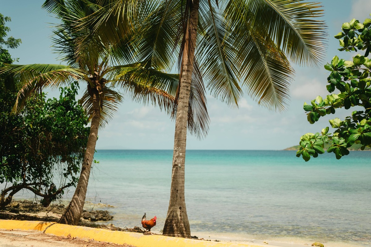 Chicken under palm tree by clear water at Playa Sardinas, Culebra Culebra, Culebra, Puerto Rico R_AKAO260105B-1923223-01