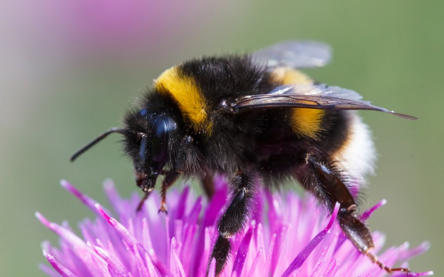 Dunkle Erdhummel