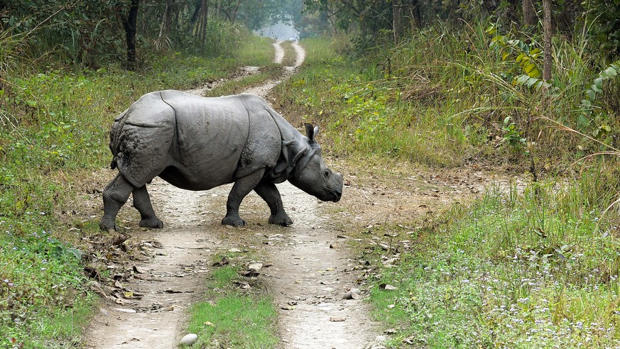 Nashorn im Chitwan-Nationalpark in Nepal.