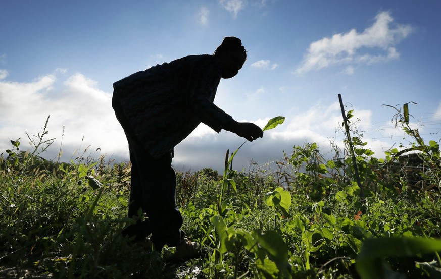 FILE - In this Sept. 11, 2014, file photo, Angelique Hakuzimana, displaced by war in her native Rwanda in 2009, works in her garden at the Global Greens Farm in West Des Moines, Iowa. A program that h ...