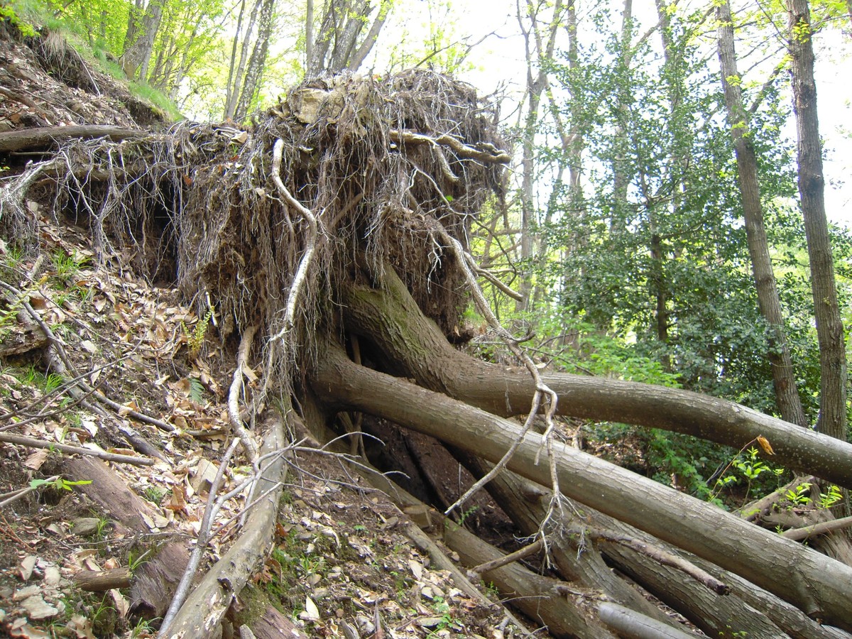 Kastanienwälder Tessin Kastaniensterben Stockwürfe Kastanienniederwald