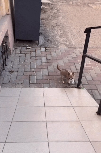 Animiertes GIF