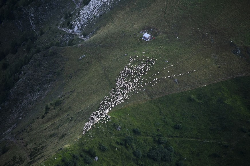 1300 Schafe wandern von einer Weide zur anderen, am Freitag, 7. August 2020, beim &quot;Schafuebergang&quot; unter dem Gipfel des Falknis (2562 Meter) zwischen dem Guschasattel und Flaescher Fuerggli, ...