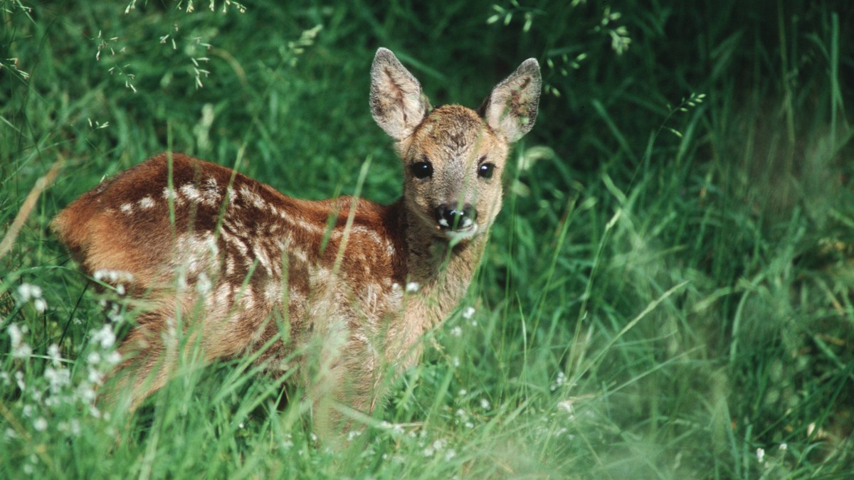 Bildnummer: 56016317 Datum: 10.06.2006 Copyright: imago/blickwinkel
europäisches reh (capreolus capreolus), jungtier in der wiese, schweiz, riederalp rö deer (capreolus capreolus), fawn in a meadow, s ...