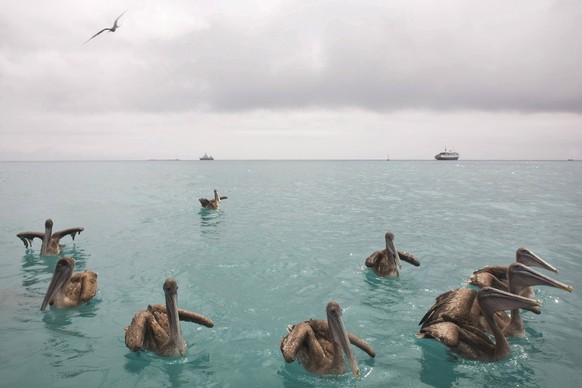 FILE - In this Jan. 7, 2009 file photo, pelicans float in the bay of Puerto Ayora, Galapagos. The six ocean hot spots that teem with the biggest mix of species are also among those getting hit hardest ...