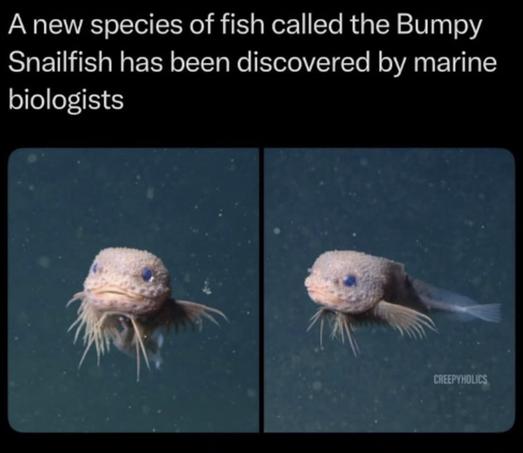 Lustige Tierbilder: Fischi