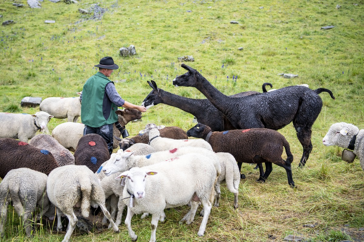 Zwei Lamas werden fuer den Herdenschutz einer Schafherde eingesetzt, anlaesslich einer Medienfuehrung oberhalb von Wannelen im Schaechental im Kanton Uri am Freitag, 14. August 2020. Diese Alp bei Wan ...