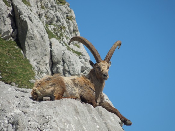 Steinbock
Cute News
https://de.wikipedia.org/wiki/Datei:Steinbock_2.JPG