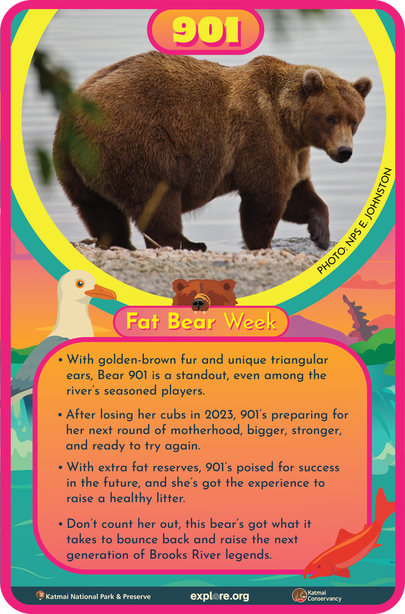 Bär 901 Fact Card