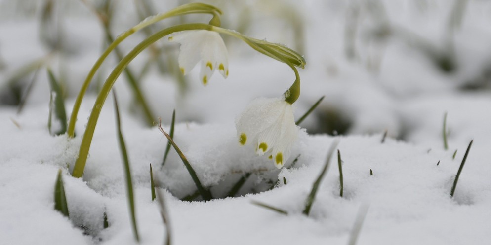 Schneeglöckchen hat es bereits. Ob diese bald etwas Schnee abkriegen, ist aktuell noch unklar.