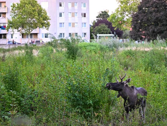 «Emil» war einen Monat in Österreich unterwegs.