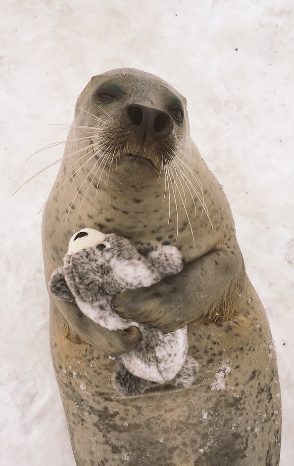 seelöwe mit stofftier

twitter/mombetsu_land
https://pbs.twimg.com/media/C5U2fLoUcAAvfKY.jpg