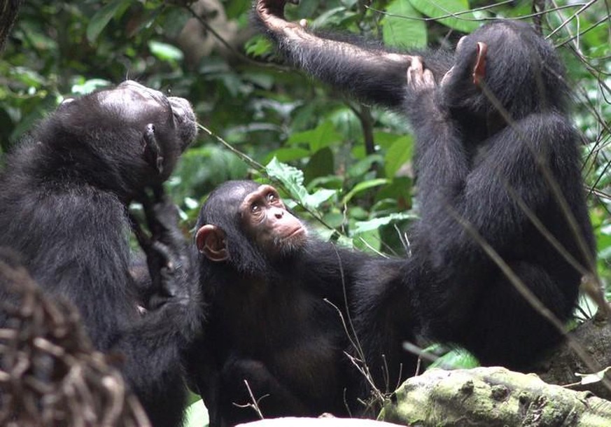 The three chimpanzees Suzee, Sassandra and Olive live in Loango national parc in Gabon. Here, the Ozouga chimpanzee project led by cognitive biologist Prof. Dr. Simone Pika, Osnabrück University, has  ...